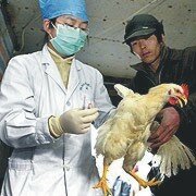 <b>Bird Flu check</b>